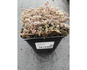 Thymus praecox v. pseudolanuginosus