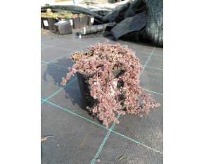 Thymus praecox v. pseudolanuginosus