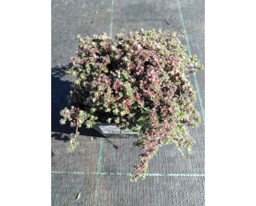 Thymus praecox v. pseudolanuginosus