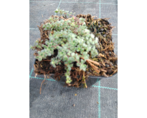 Thymus praecox v. pseudolanuginosus