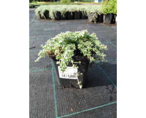 Thymus praecox v. pseudolanuginosus