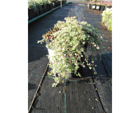 Thymus praecox v. pseudolanuginosus