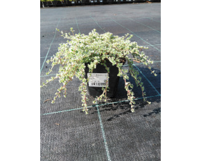 Thymus praecox v. pseudolanuginosus