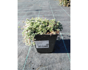 Thymus praecox v. pseudolanuginosus