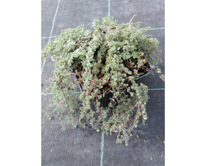 Thymus praecox v. pseudolanuginosus