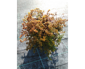 Thymus citriodorus ‘E. B. Anderson’