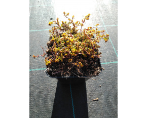 Thymus citriodorus ‘E. B. Anderson’