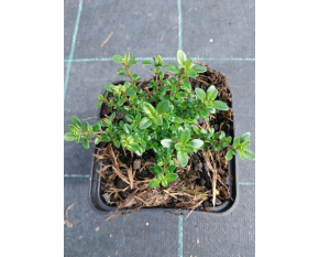 Thymus citriodorus ‘E. B. Anderson’