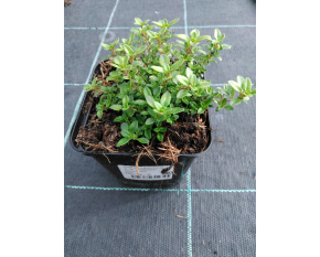 Thymus citriodorus ‘E. B. Anderson’