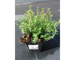 Thymus citriodorus ‘E. B. Anderson’