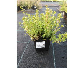 Thymus citriodorus ‘E. B. Anderson’