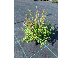 Thymus citriodorus ‘E. B. Anderson’
