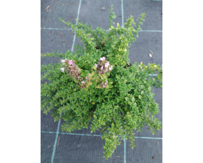 Thymus citriodorus ‘E. B. Anderson’