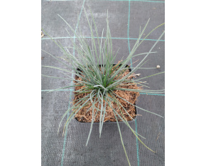 Festuca glauca ‘Azurit’