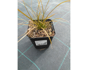 Carex testacea ‘Prairie Fire’