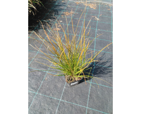 Carex testacea ‘Prairie Fire’