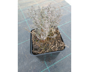 Thymus vulgaris ‘Compactus’