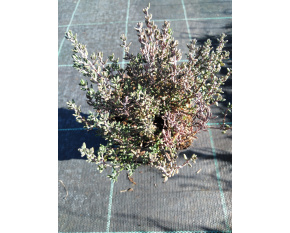 Thymus vulgaris ‘Compactus’