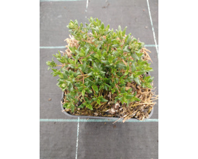 Thymus vulgaris ‘Compactus’