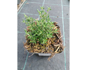 Thymus vulgaris ‘Compactus’