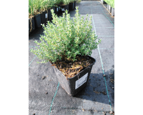 Thymus vulgaris ‘Compactus’