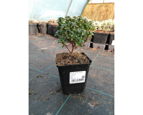 Iberis sempervirens ‘Pink Ice’