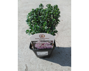 Iberis sempervirens ‘Pink Ice’