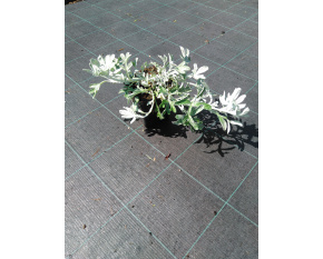 Artemisia stelleriana ‘Boughton Silver’