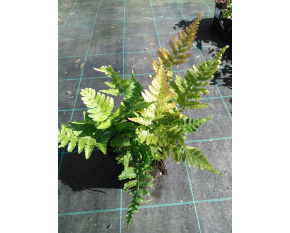 Dryopteris erythrosora
