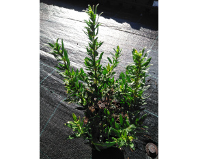 Hyssopus officinali ‘sssp. aristatus’