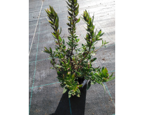 Hyssopus officinali sssp. aristatus