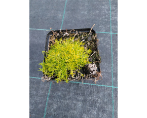 Sagina subulata ‘Aurea’