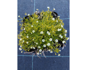 Sagina subulata ‘Aurea’