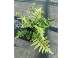 Matteuccia struthiopteris