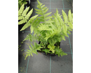 Matteuccia struthiopteris
