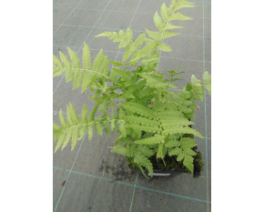 Matteuccia struthiopteris