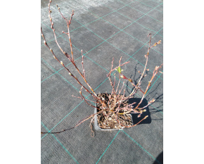 Salix x finmarchica