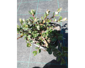 Salix x finmarchica