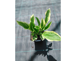 Hosta ‘So Sweet’