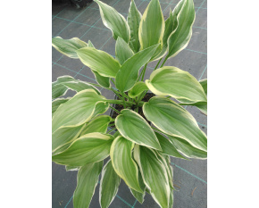 Hosta ‘So Sweet’