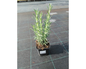 Rosmarinus officinalis ‘Blue Winter’
