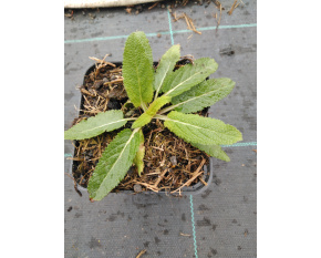 Salvia nemorosa ‘Amethyst’