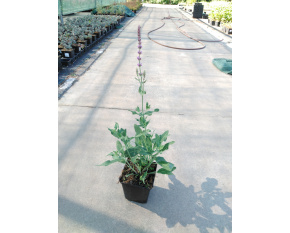Salvia nemorosa ‘Amethyst’