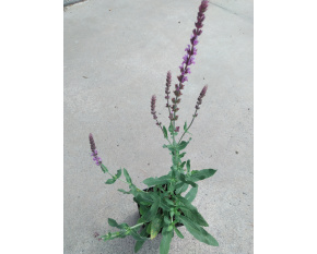 Salvia nemorosa ‘Amethyst’