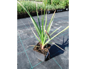 Kniphofia uvaria ‘Royal Castle’