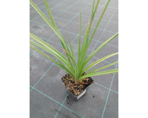 Kniphofia uvaria ‘Royal Castle’