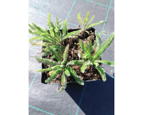 Achillea ‘Apfelblüte’