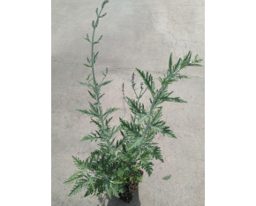 Perovskia atriplicifolia ‘Blue Spire’