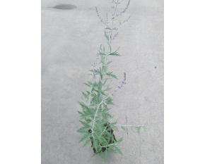 Perovskia atriplicifolia ‘Blue Spire’