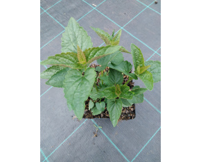 Agastache ‘Black Adder’
